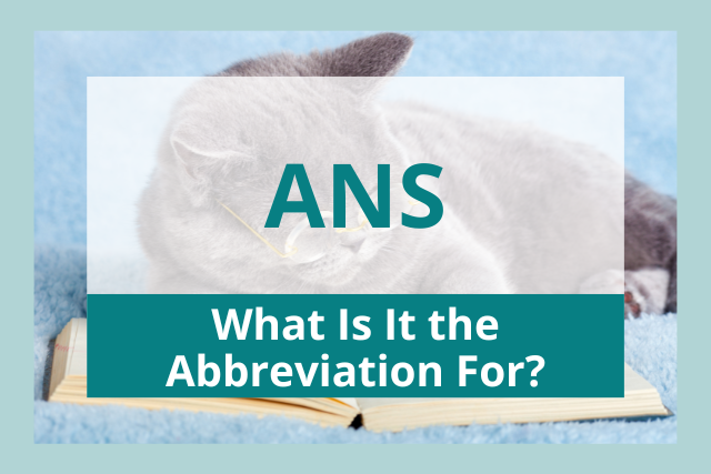 ans abbreviation